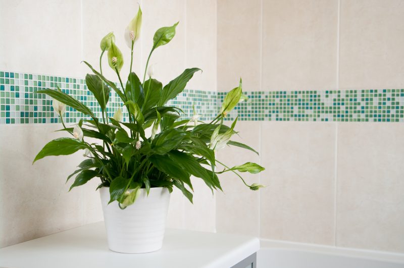 Spathiphyllum (Peace Lily) in white ceramic pot in front of mosaics of green and plain cream ceramic wall tiles.